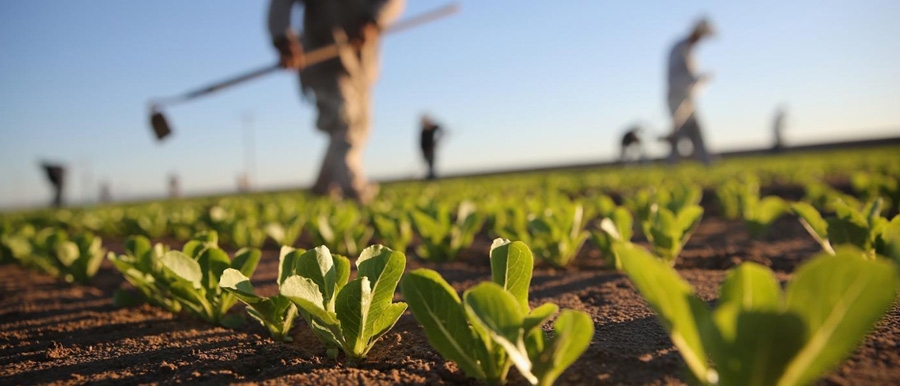 Culture des sols - Production végétale